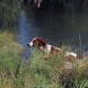 RRS_Fotogalerien_2015-07-26_Seehund-Abzeichen015