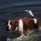 RRS_Fotogalerien_2015-07-26_Seehund-Abzeichen019