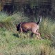RRS_Fotogalerien_2015-07-26_Seehund-Abzeichen024