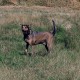 RRS_Fotogalerien_2015-07-26_Seehund-Abzeichen025