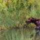 RRS_Fotogalerien_2015-07-26_Seehund-Abzeichen032