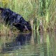 RRS_Fotogalerien_2015-07-26_Seehund-Abzeichen038