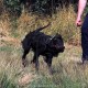 RRS_Fotogalerien_2015-07-26_Seehund-Abzeichen039