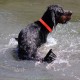 RRS_Fotogalerien_2015-07-26_Seehund-Abzeichen066