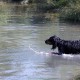 RRS_Fotogalerien_2015-07-26_Seehund-Abzeichen077