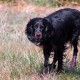 RRS_Fotogalerien_2015-07-26_Seehund-Abzeichen085