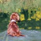 RRS_Fotogalerien_2015-07-26_Seehund-Abzeichen094