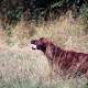 RRS_Fotogalerien_2015-07-26_Seehund-Abzeichen098