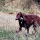 RRS_Fotogalerien_2015-07-26_Seehund-Abzeichen099
