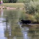 RRS_Fotogalerien_2015-07-26_Seehund-Abzeichen107