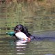 RRS_Fotogalerien_2015-07-26_Seehund-Abzeichen113