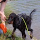 RRS_Fotogalerien_2015-07-26_Seehund-Abzeichen136