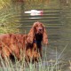 RRS_Fotogalerien_2015-07-26_Seehund-Abzeichen138