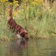 RRS_Fotogalerien_2015-07-26_Seehund-Abzeichen191