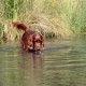 RRS_Fotogalerien_2015-07-26_Seehund-Abzeichen193