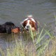 RRS_Fotogalerien_2015-07-26_Seehund-Abzeichen196