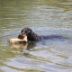 RRS_Fotogalerien_2015-07-26_Seehund-Abzeichen204