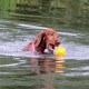 RRS_Fotogalerien_2015-07-26_Seehund-Abzeichen229