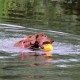 RRS_Fotogalerien_2015-07-26_Seehund-Abzeichen230