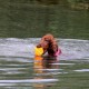 RRS_Fotogalerien_2015-07-26_Seehund-Abzeichen232