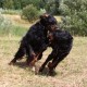 RRS_Fotogalerien_2015-07-26_Seehund-Abzeichen269