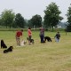RRS_Fotogalerien_2016-06-12_Hundestunde073