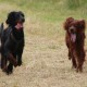 RRS_Fotogalerien_2016-06-12_Hundestunde103