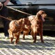 RRS_Fotogalerien_2016-09-25_Wuppertalsperre009